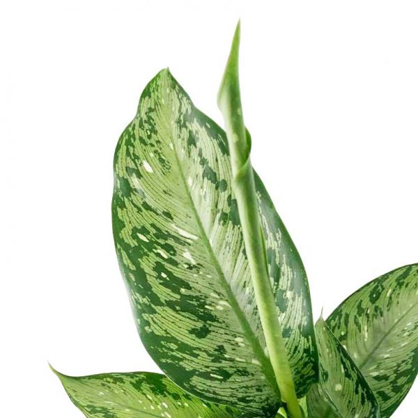 Dieffenbachia Americano / Memoria Corsii - Image 2