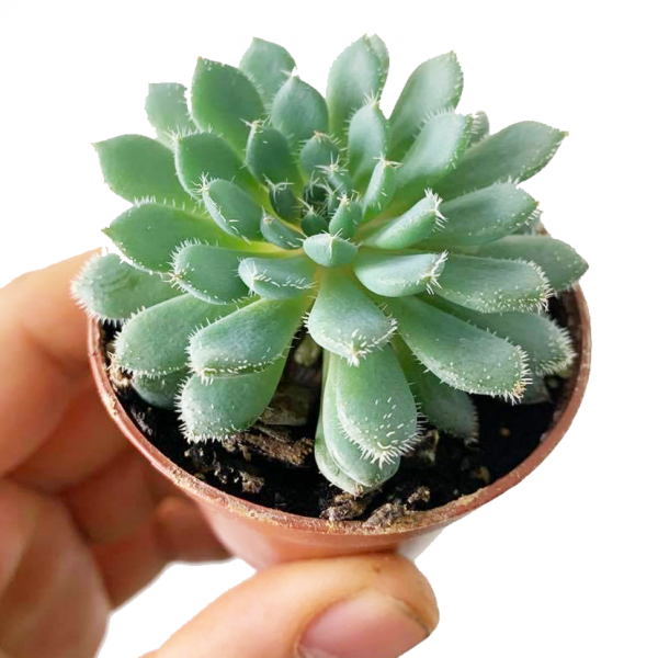 ECHEVERIA SETOSA - Image 2