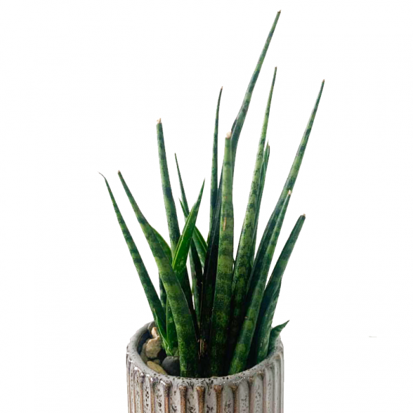 Cylinder Sansevieria in Habitat Pot - Image 2