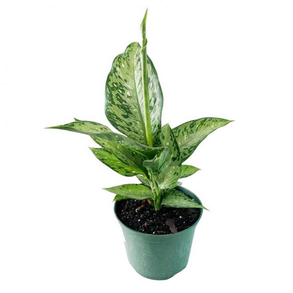 Dieffenbachia Americano / Memoria Corsii