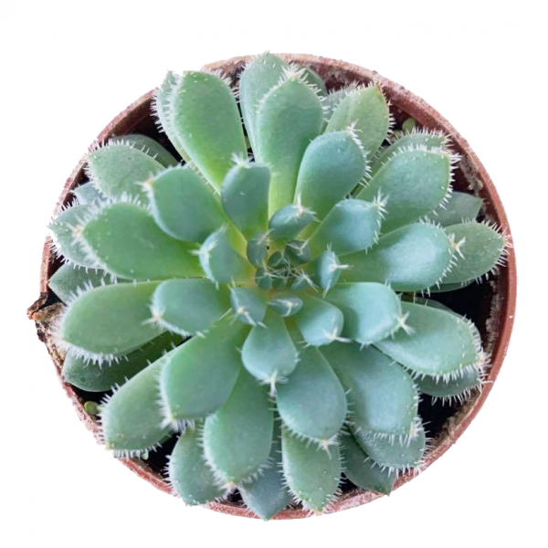 ECHEVERIA SETOSA