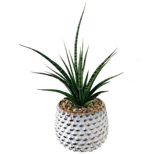 Fernwood in Reign Pot