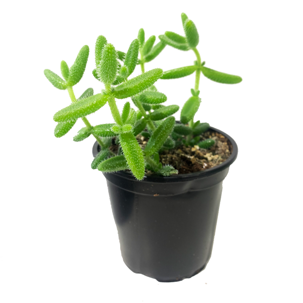Pickle Plant (Delosperma Echinatum)