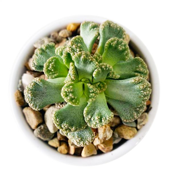 Titanopsis Calcarea / Concrete Leaves