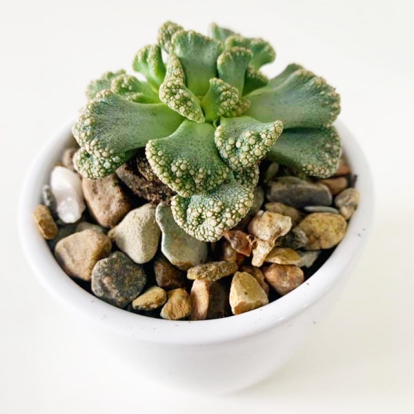 Titanopsis Calcarea / Concrete Leaves - Image 2