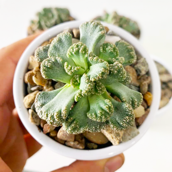 Titanopsis Calcarea / Concrete Leaves - Image 3