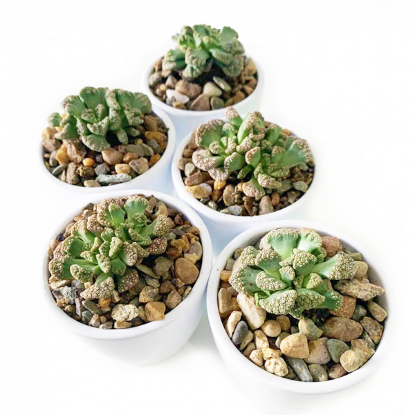 Titanopsis Calcarea / Concrete Leaves - Image 4