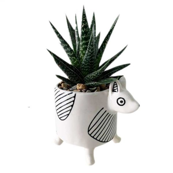 Chappy Pot