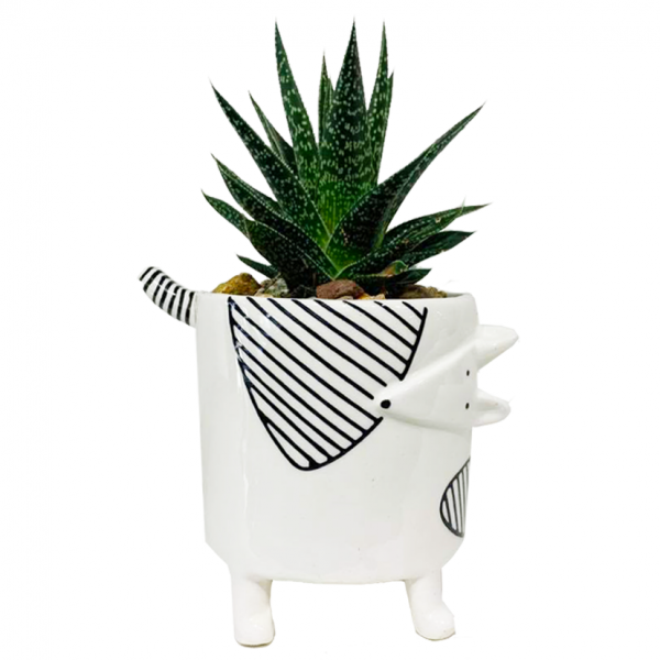 Chappy Pot