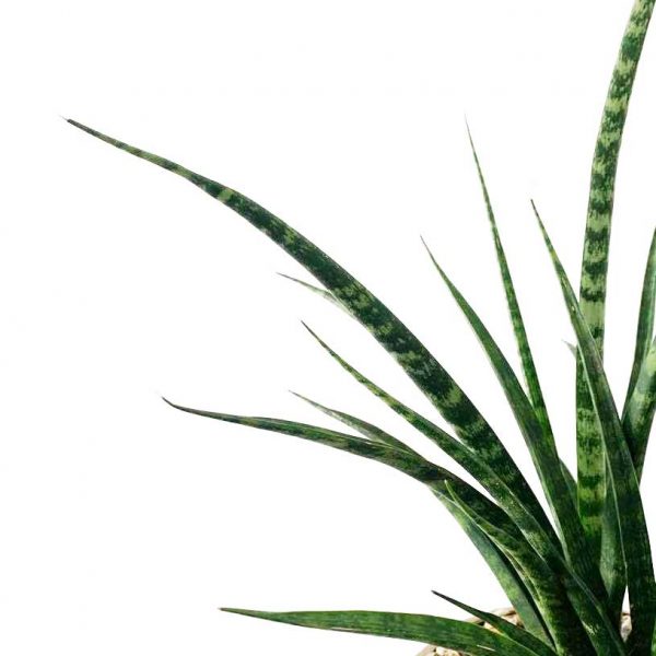 Fernwood in Reign Pot - Image 3