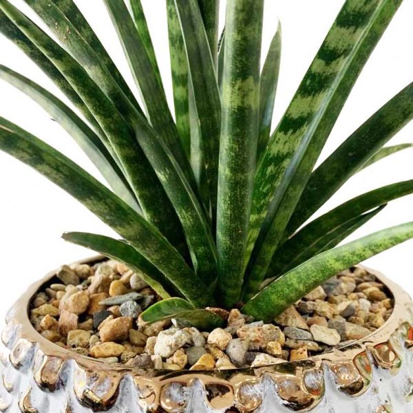 Fernwood in Reign Pot - Image 2