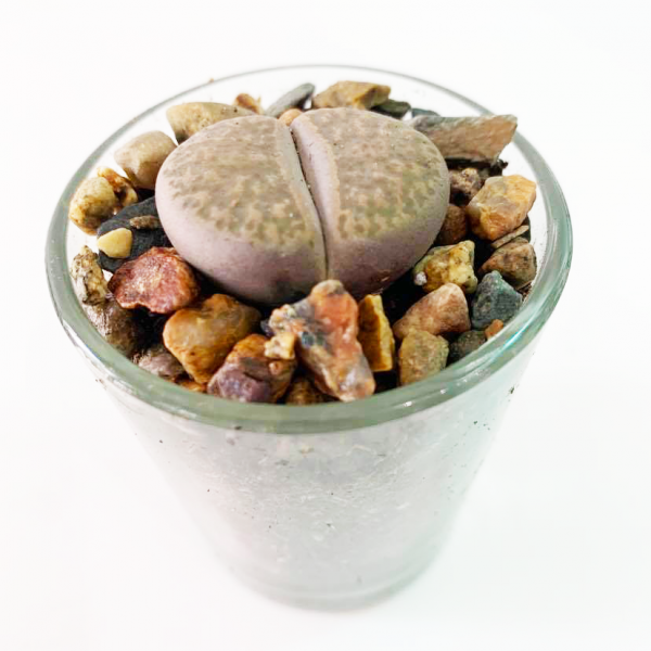 THORPS / LIVING STONE - Image 4