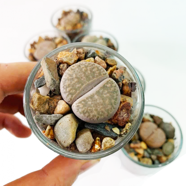 THORPS / LIVING STONE - Image 2