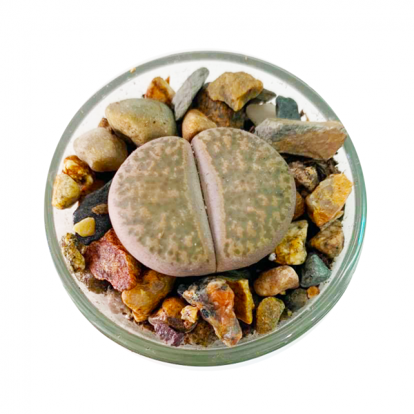 THORPS / LIVING STONE