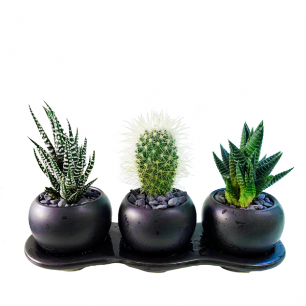 Three Succulents in Otto Pots