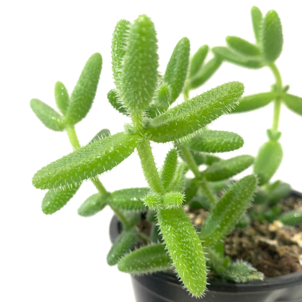 Pickle Plant (Delosperma Echinatum) - Image 2