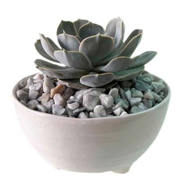 Echeveria Silver Onion - Image 3