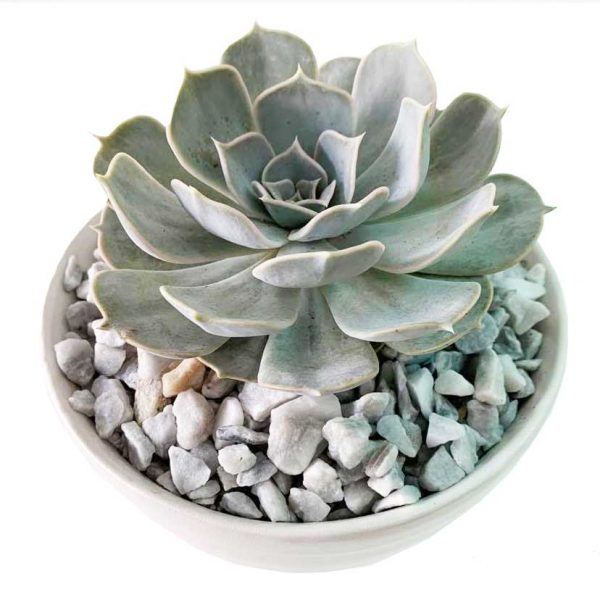 Echeveria Silver Onion