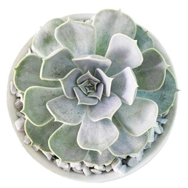 Echeveria Silver Onion - Image 2