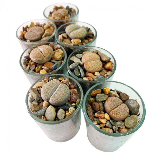 THORPS / LIVING STONE - Image 3