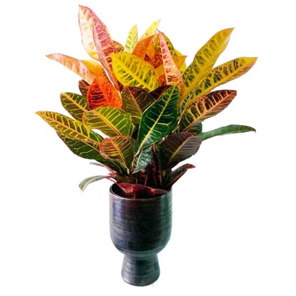 Croton with Pot