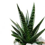 FLO with Succulent - Image 2