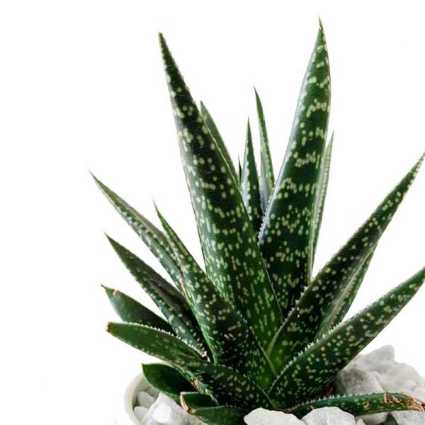 FLO with Succulent - Image 2