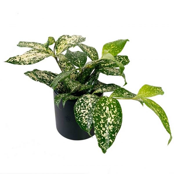 Florida Beauty Plant