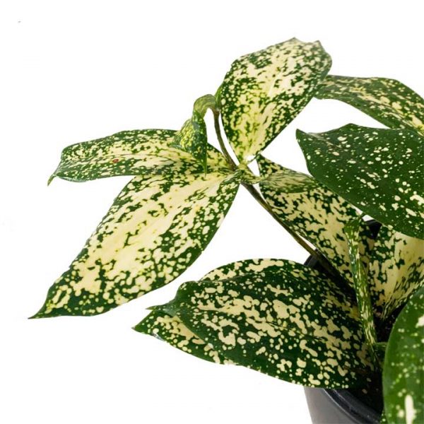 Florida Beauty Plant - Image 2