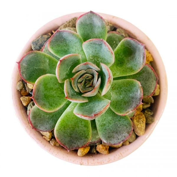 Echeveria Pink Pot - Image 2