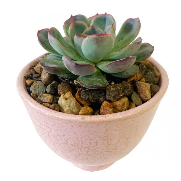 Echeveria Pink Pot