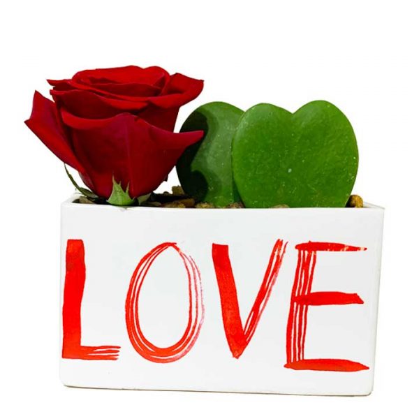 Hoya Hearts Love