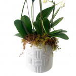 Zen Orchid Arrangement - Image 4