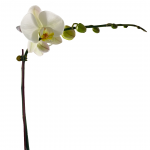 Zen Orchid Arrangement - Image 2
