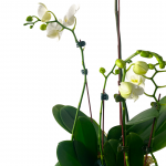 Zen Orchid Arrangement - Image 3