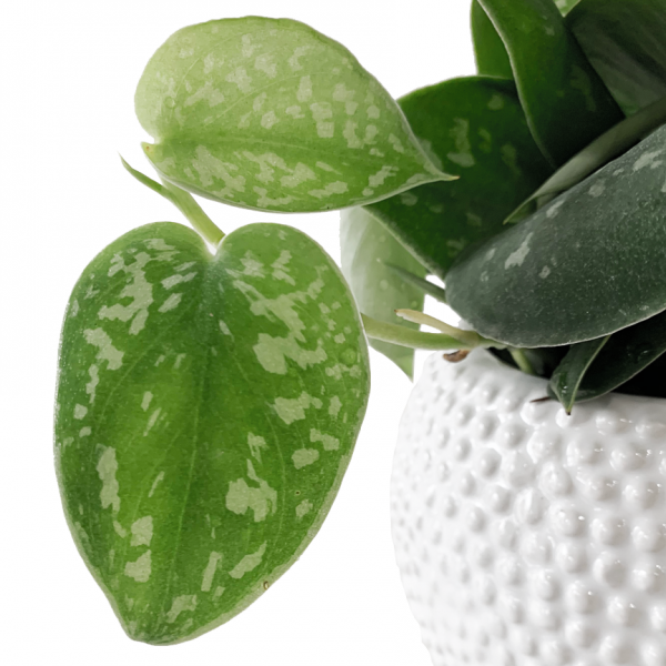 Pothos Pictus in Spotti - Image 2