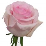 Pink Roses $0.00