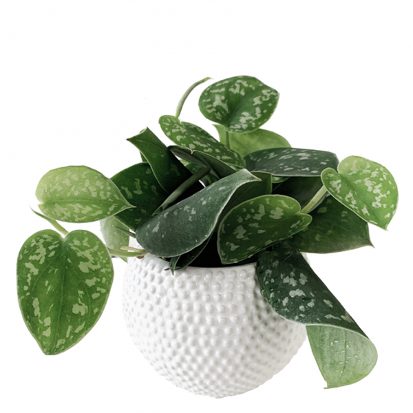 Pothos Pictus in Spotti