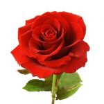 Red Roses $0.00