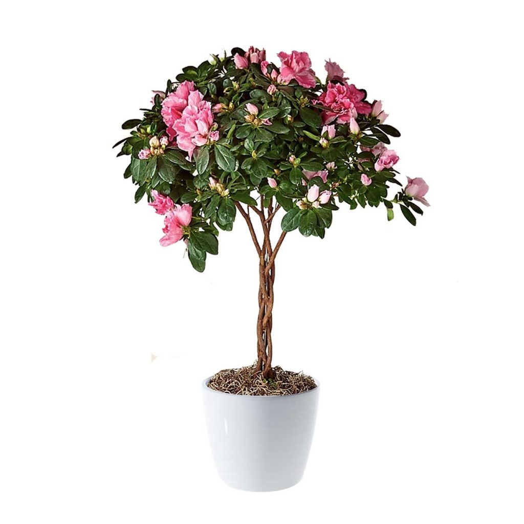 Azalea Potted - MICRO PLANT STUDIO