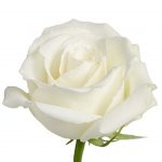 White Roses $0.00