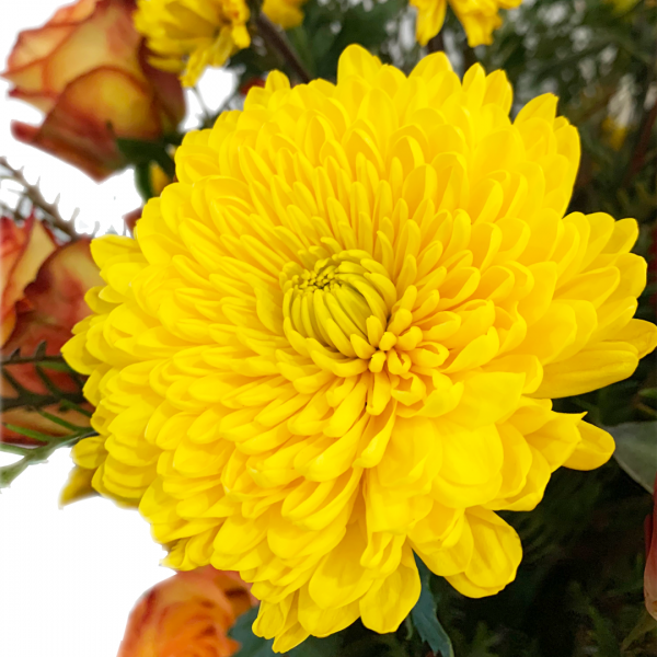 Cheerful Yellow - Image 2