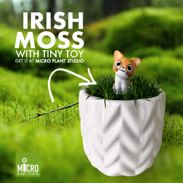 Irish Moss with Toy - Image 2