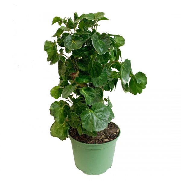 Aralia Balfour