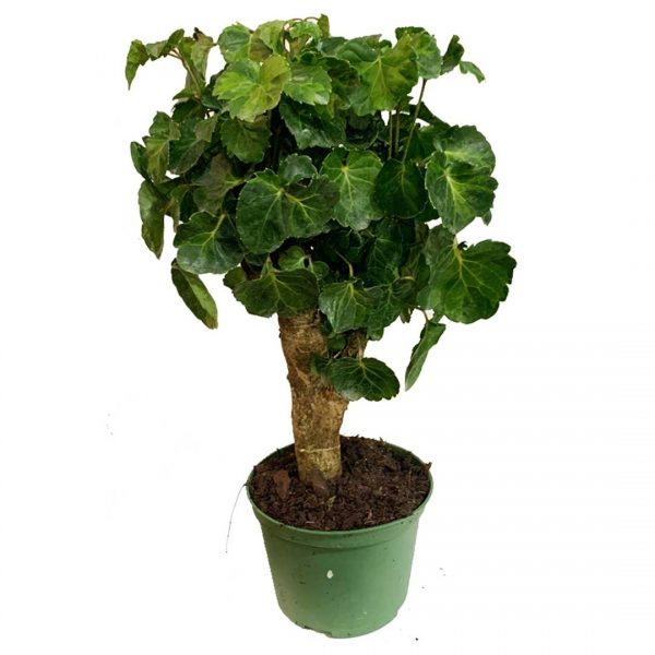 Aralia Balfour - Image 2