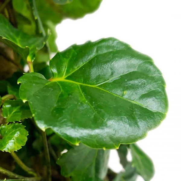 Aralia Balfour - Image 3