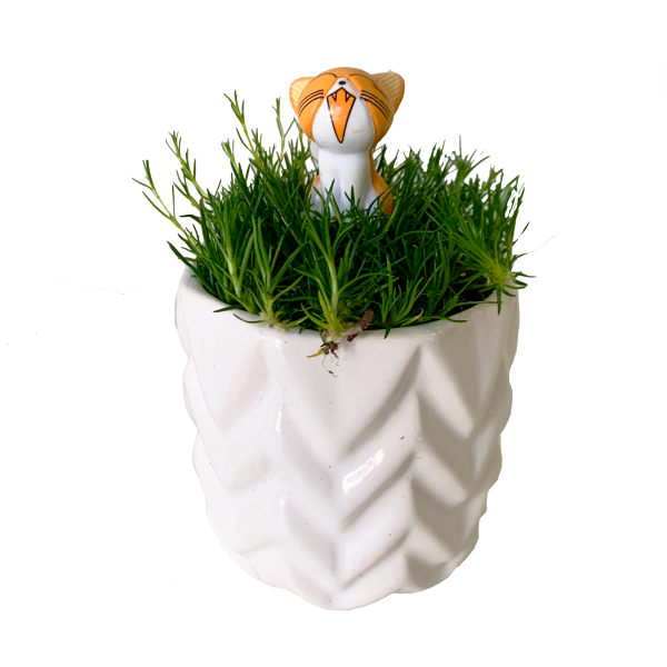 Irish Moss with Toy - Image 3