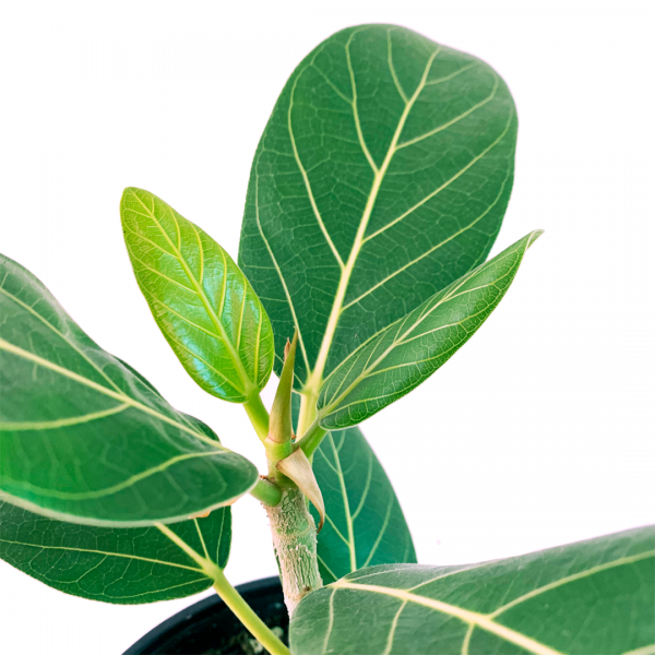 FIcus Audrey - Image 2