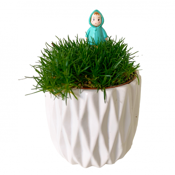 Irish Moss with Toy - Image 7