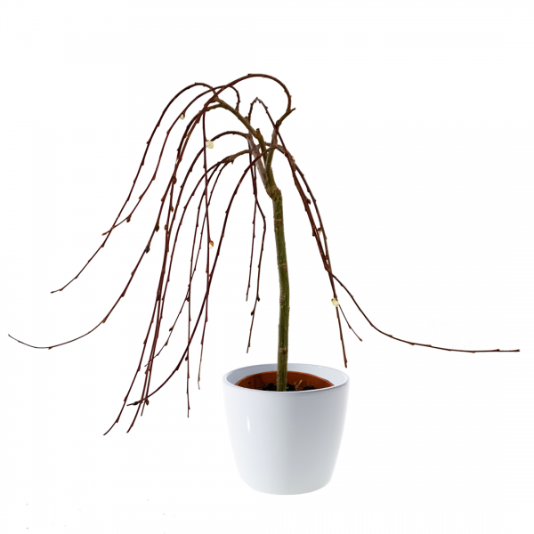 Pussy Willow - Image 2